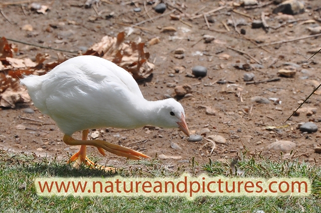 coot, coots, coots fighting,-5.jpg - ALBINO (OR LEUCISTIC COOT) - LAKESIDE, HAYLING ISLAND - 12.8.09